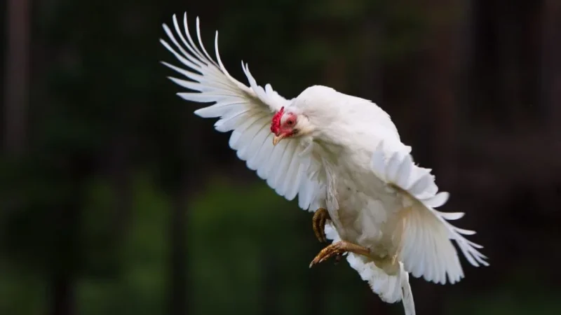 The Soaring Debate: Can Chickens Fly or Not?”