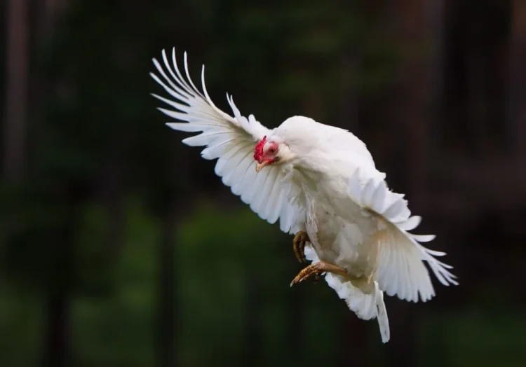 The Soaring Debate: Can Chickens Fly or Not?”